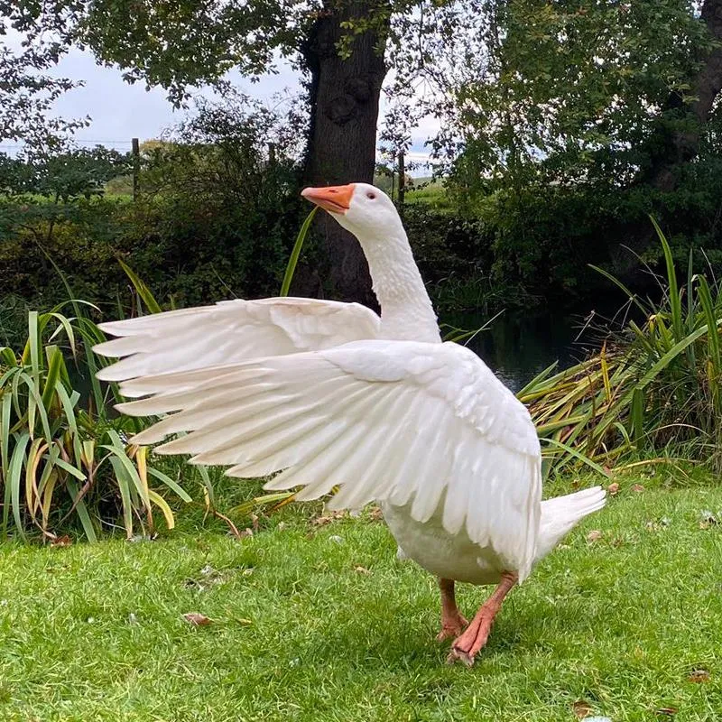 Adopt a Goose