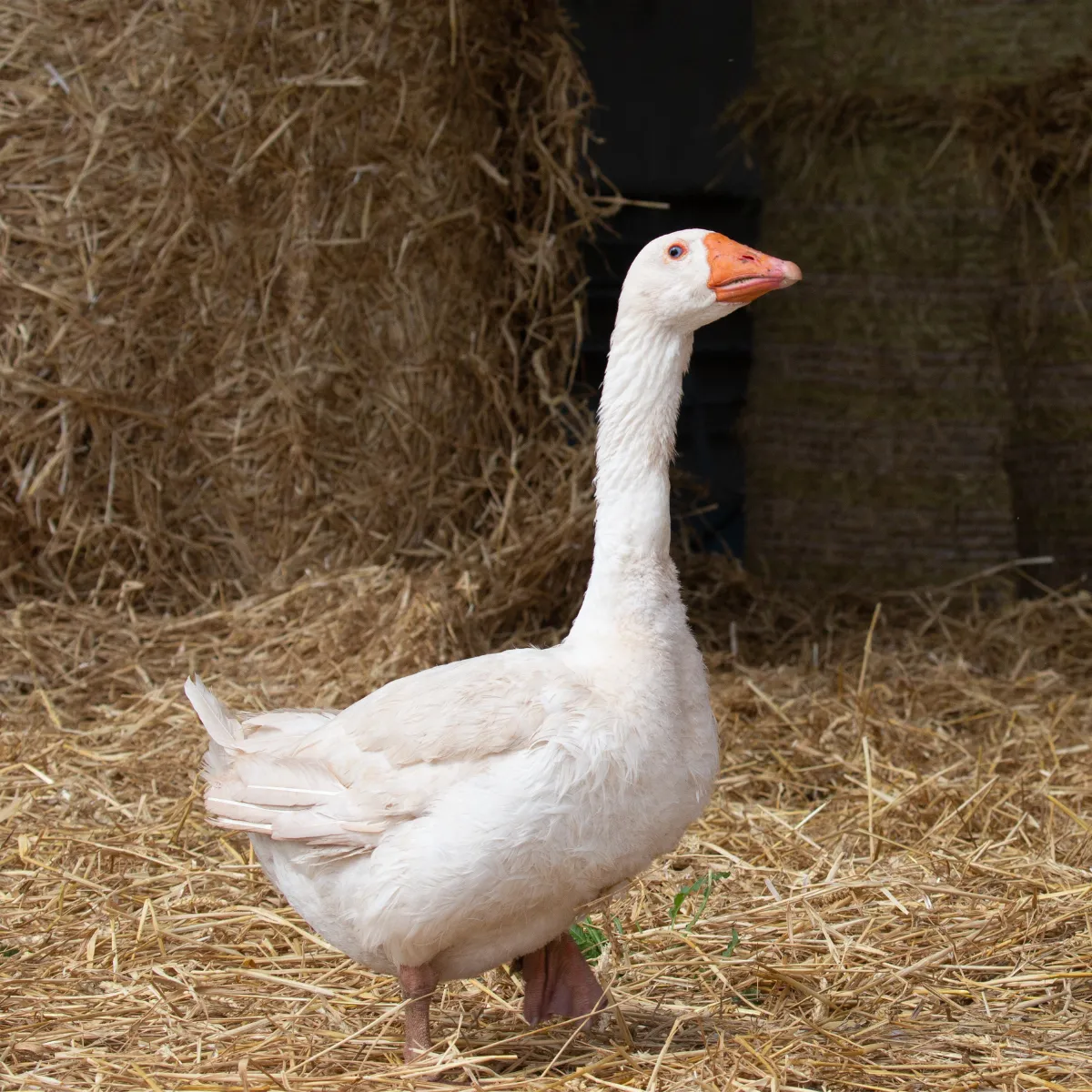 Adopt a Goose